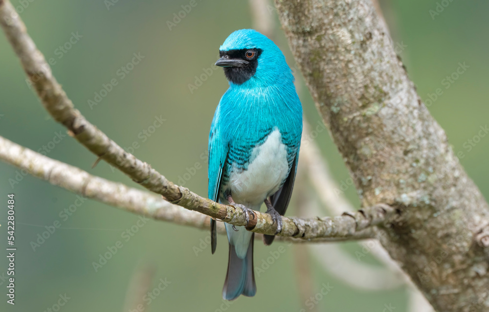 Swallow Tanager
