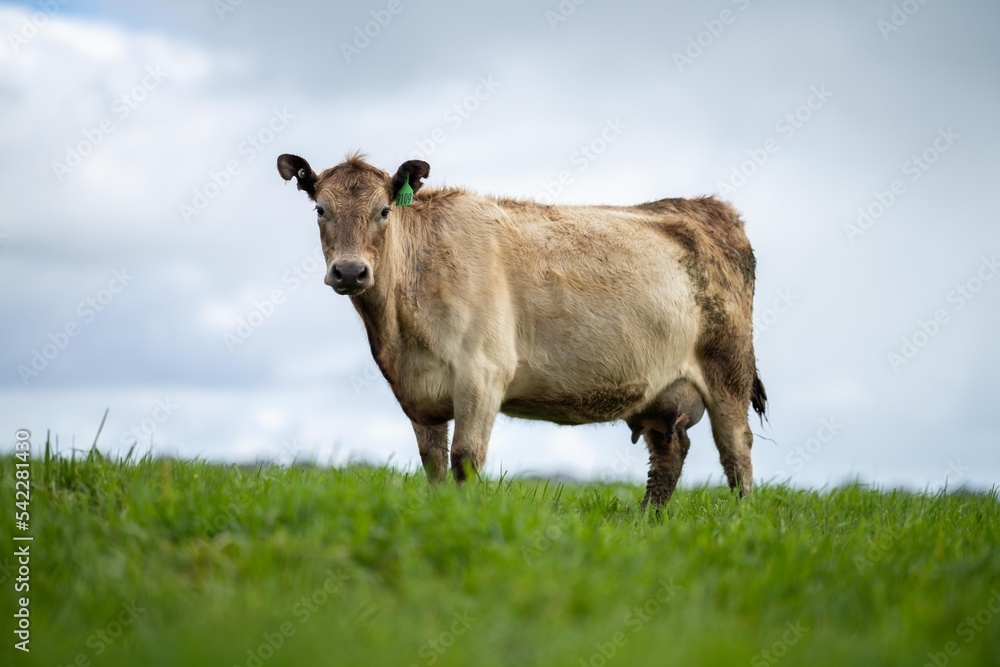 cows grazing and eating grass and pasture on an organic, regenerative farm and ranch in Australia.
cows grazing and eating grass and pasture on an organic, regenerative farm and ranch in Australia.