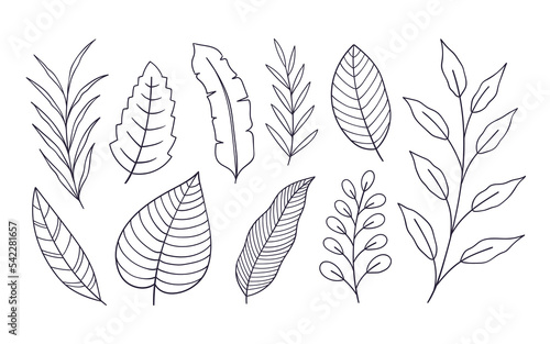 Set of hand drawn botanical flower elements. Vector illustration isolated on white background