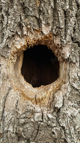Bird nest in the hollow tree trunk