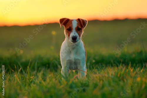 Jack russel terrier