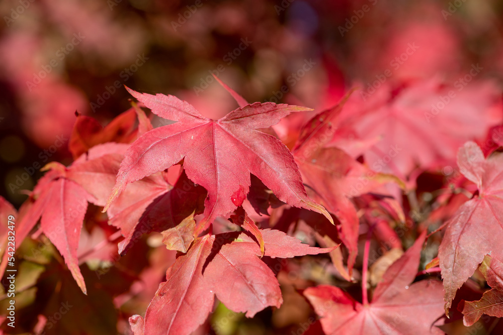 Close up of red autumn leaves on a Japanese maple (acer palmatum) tree Close up of red autumn leaves on a Japanese maple (acer palmatum) tree