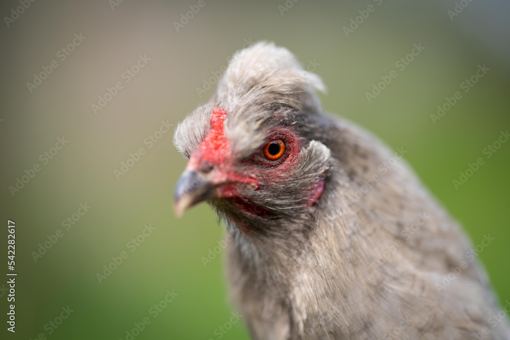 Chickens, hens and chooks, grazing and eating grass, on a free range, organic farm, in a country hen house, on a farm and ranch in Australia. Chickens, hens and chooks, grazing and eating grass, on a free range, organic farm, in a country hen house, on a farm and ranch in Australia.