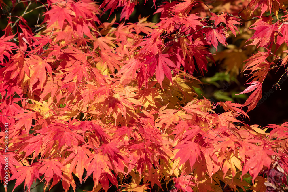 Close up of red autumn leaves on a Japanese maple (acer palmatum) tree Close up of red autumn leaves on a Japanese maple (acer palmatum) tree