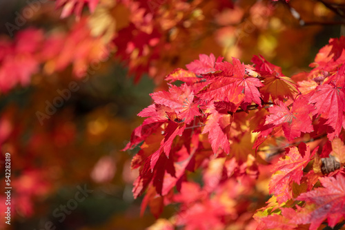 Close up of red autumn leaves on a Japanese maple (acer palmatum) tree