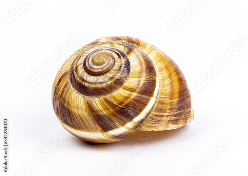 Grape snail shell isolated on a white background.