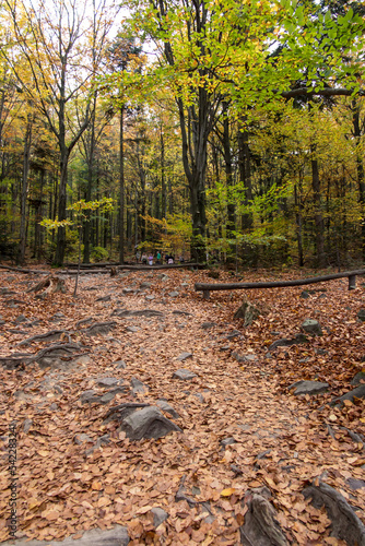 Tourist trail in the Jodłowa Primeval Forest, from Saint Catherine to Lysica, partly built as a boarded walkway