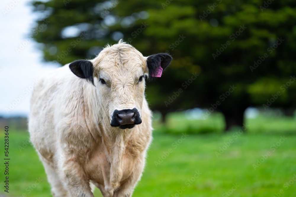 herd of Cows grazing on pasture in a field. regenerative angus cattle in a paddock
herd of Cows grazing on pasture in a field. regenerative angus cattle in a paddock