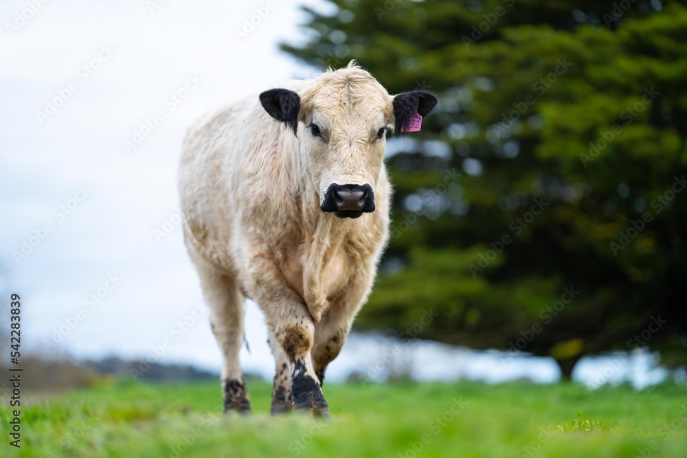cows on a hill, agriculture agronomy accessing plant growth and soil health science in a field by a student scientist at university in australia in spring cows on a hill, agriculture agronomy accessing plant growth and soil health science in a field by a student scientist at university in australia in spring