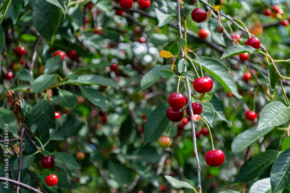 Ripe wild red cherry