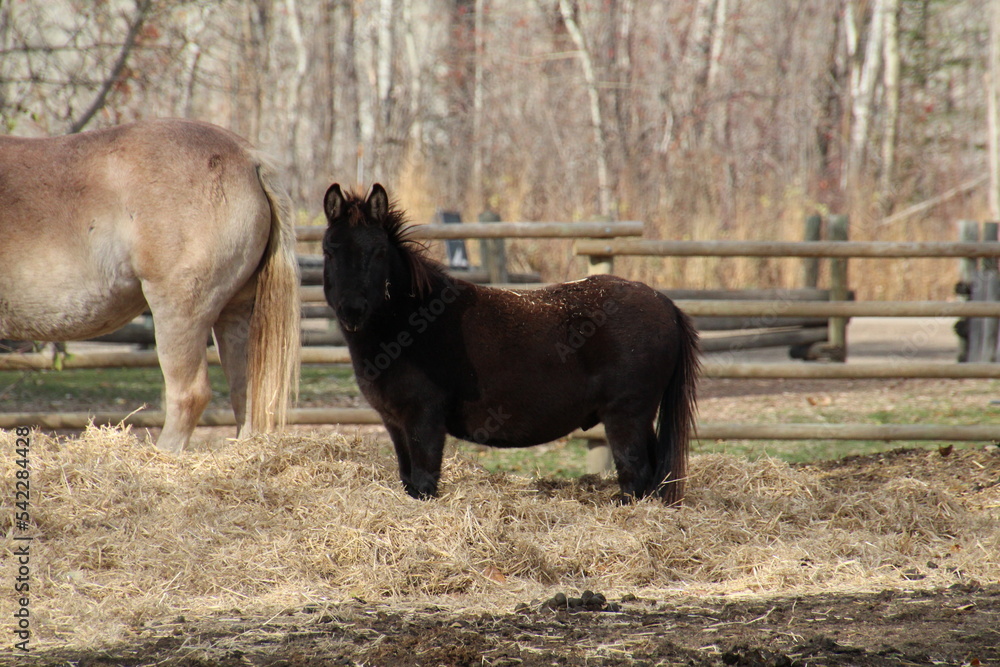 Fototapeta premium two horses on a farm