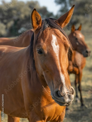 Closeup of the reddish horse (Equus ferus caballus) with the white mane on the forehead in the park