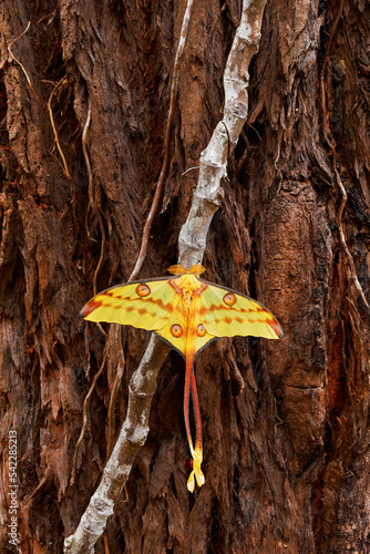 Comet moth or Madagascan moon moth (Argema mittrei), big moth native to the rain forests of Madagascar, yellow wings with the long tail. Great butterfly sitting on the brown tree trunk photo