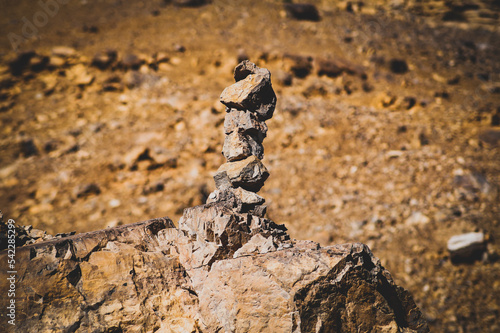 lizard on stone