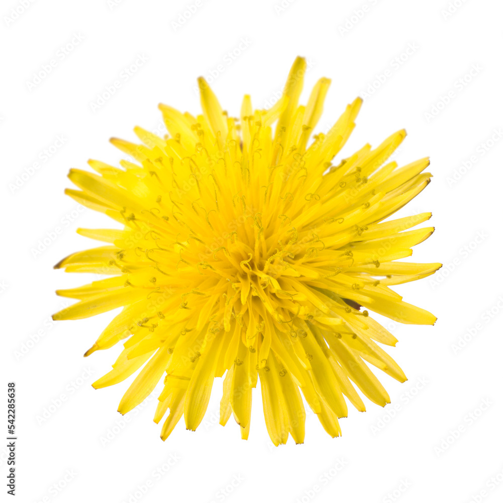 Dandelion flower isolated on white background Dandelion flower isolated on white background