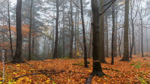 Misty scenery with beech and fir trees. Fallen leaves in foggy woodland. Mysterious forest