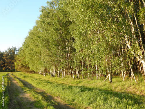 Fototapeta Naklejka Na Ścianę i Meble -  Brzezina