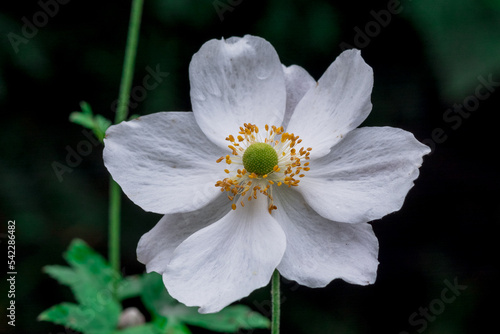 Anemone hupeensis beautiful flower in the Spring Mountains