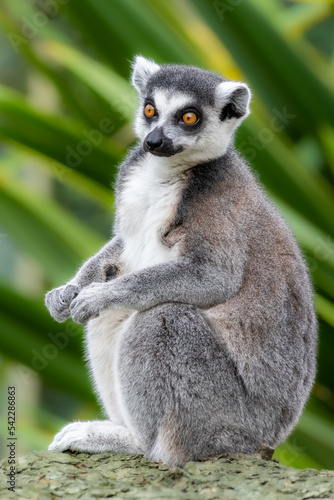 Fototapeta Naklejka Na Ścianę i Meble -  Sitting lemur