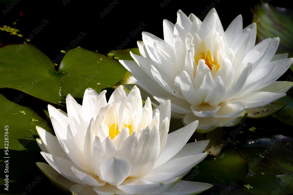 nymphaea white varietal Gonnere on a dark background of leaves and water