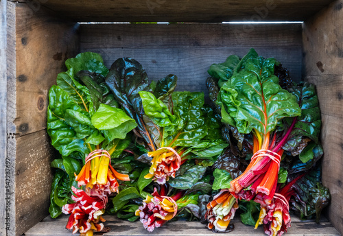 Colorful Rainbow Swiss Chard for sale at an outdoor farmer's market.