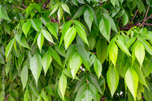 Fraxinus excelsiorfresh or ash. Leaves of Fraxinus excelsior tree.
