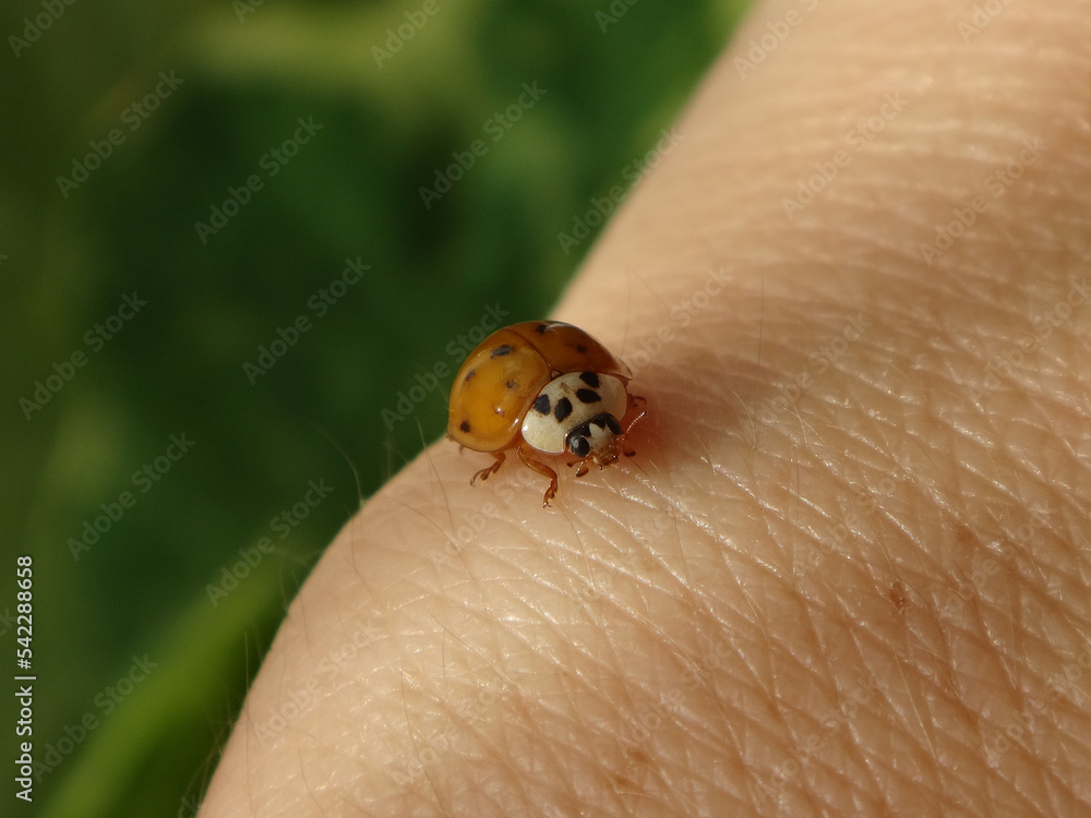 Orange harlequin ladybird beetle (Harmonia axyridis) with ten faint spots walking on human wrist Orange harlequin ladybird beetle (Harmonia axyridis) with ten faint spots walking on human wrist