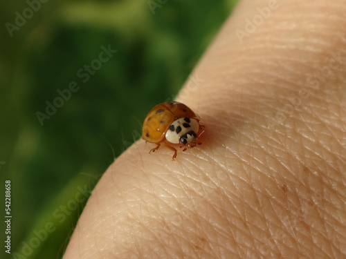 Orange harlequin ladybird beetle (Harmonia axyridis) with ten faint spots walking on human wrist