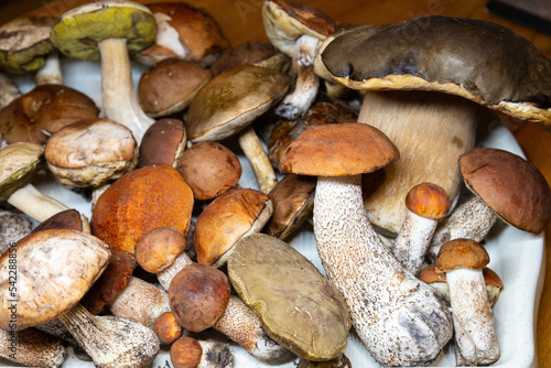 Forest raw edible mushrooms in the kitchen table.