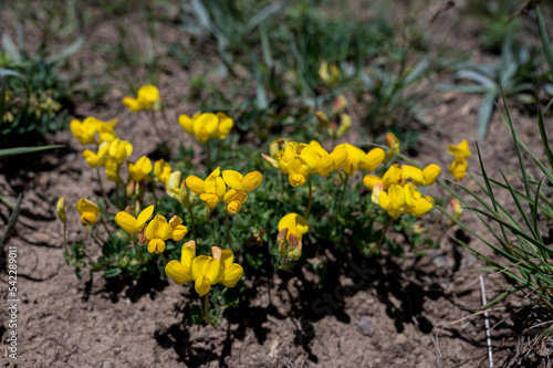 Lotus corniculatus or bird's-foot trefoil, yellow flowers in the field. photo