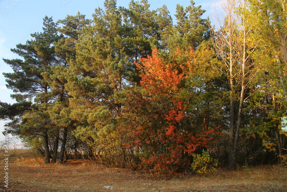 Naklejka premium Beautiful colorful trees in autumn garden Autumnal trees