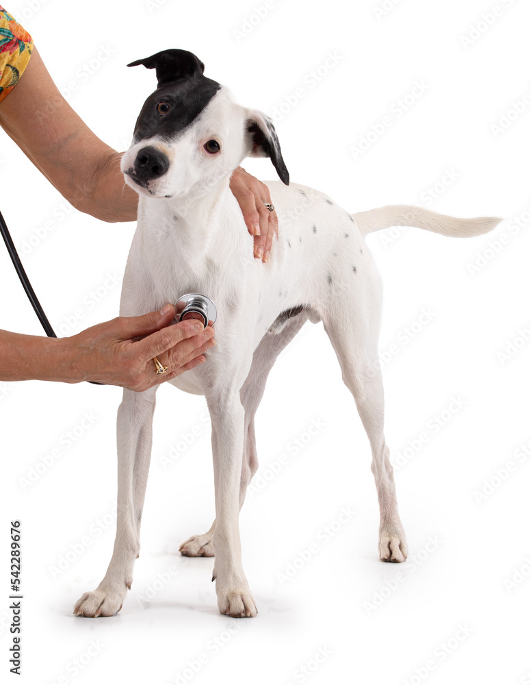 cute white dog with a black stain at veterinary cute white dog with a black stain at veterinary