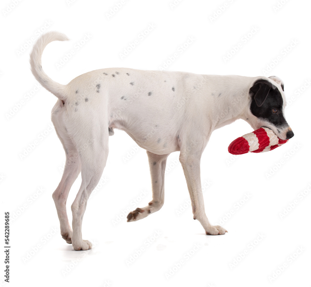 cute white dog with a black stain playing with a Christmas toy cute white dog with a black stain playing with a Christmas toy