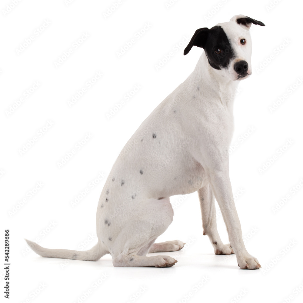 cute white dog with a black stain sitting