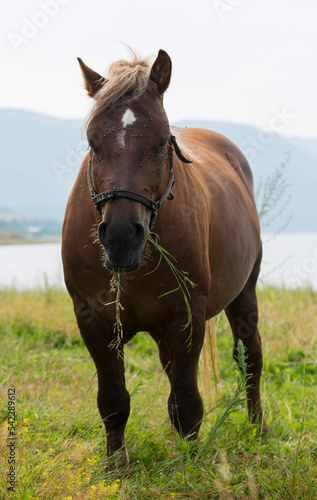 Draft (dray) horse, less often called a carthorse, workhorse. Pasture by a lake in the mountains of Bulgaria.