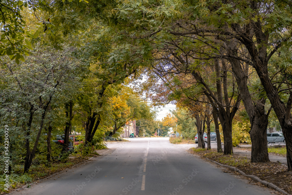 A small leafy tunnel created by tree branches growing on both sides of the road and joining at the top above the roadway.