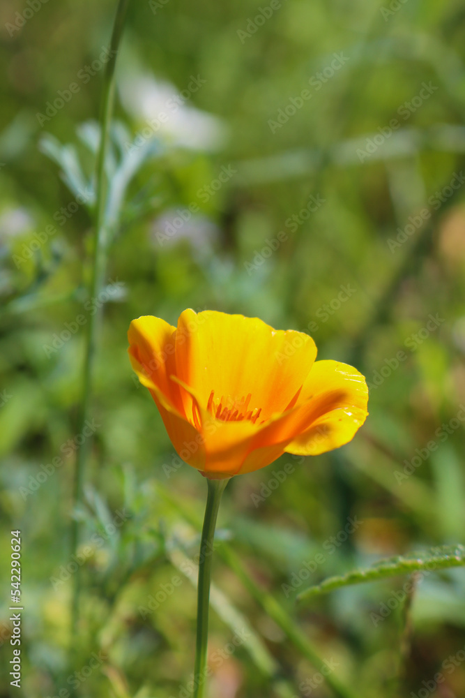 Goldmohn Goldmohn