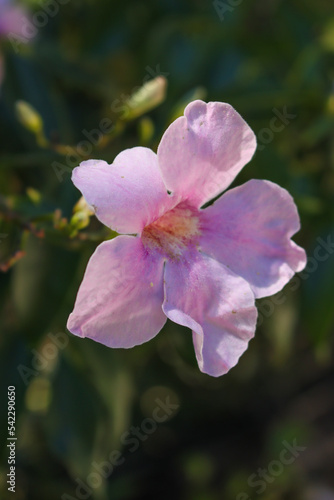 Rosa Laubenwein (Pandorea jasminoides) photo