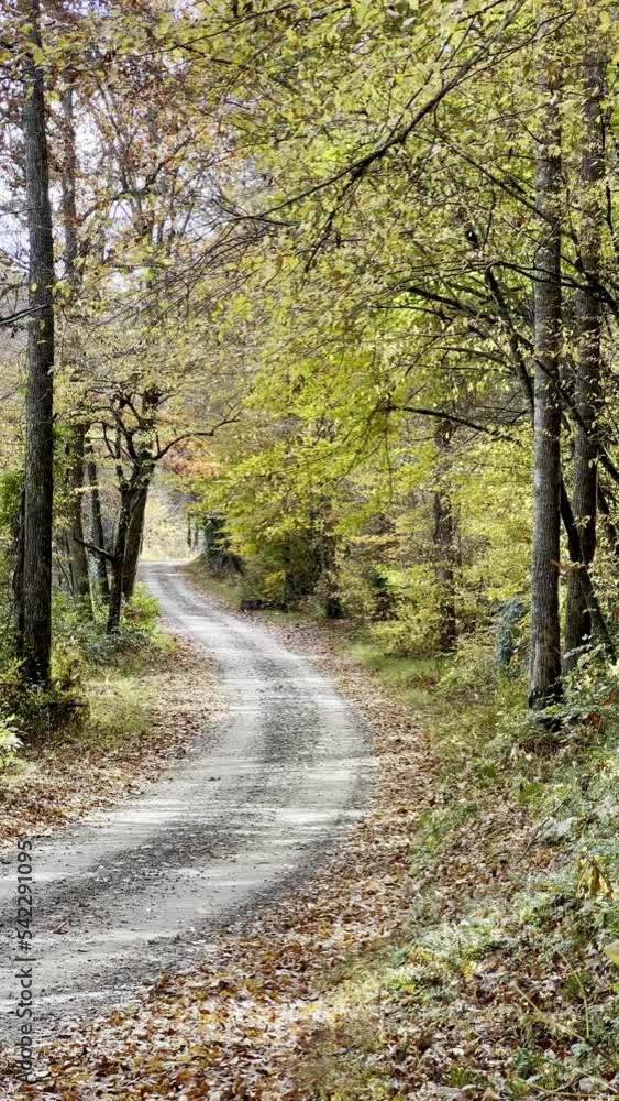 A rural gravel lane driveway with a curve in the road leading into an autumn forest. The wind is blowing and the trees are colorful. Vertical video with nobody in it. A rural gravel lane driveway with a curve in the road leading into an autumn forest. The wind is blowing and the trees are colorful. Vertical video with nobody in it.