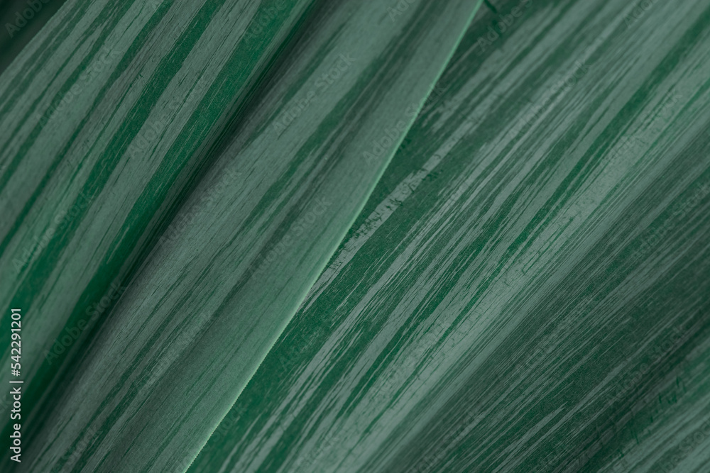 Beautiful multicoloured green leaves background after rain Beautiful multicoloured green leaves background after rain