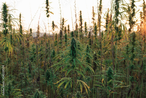 CBD hemp plants on the field at sunset, the beautiful colorful sky in the background