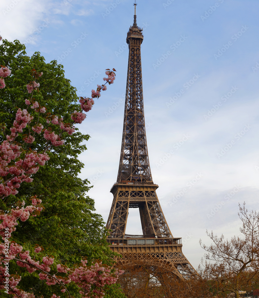 The iconic Eiffel Tower in Paris on a sunny spring day behind cherry blossoms, France.