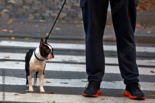 person walking on the street with a french bulldog dog