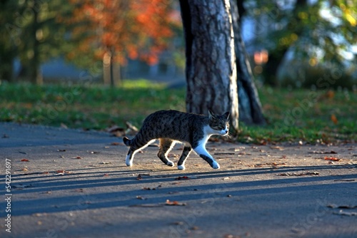 Cat running in the park