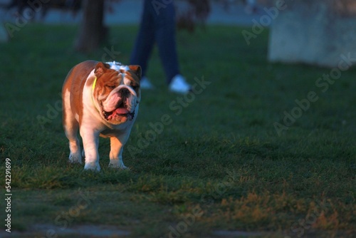 english bulldog running in park