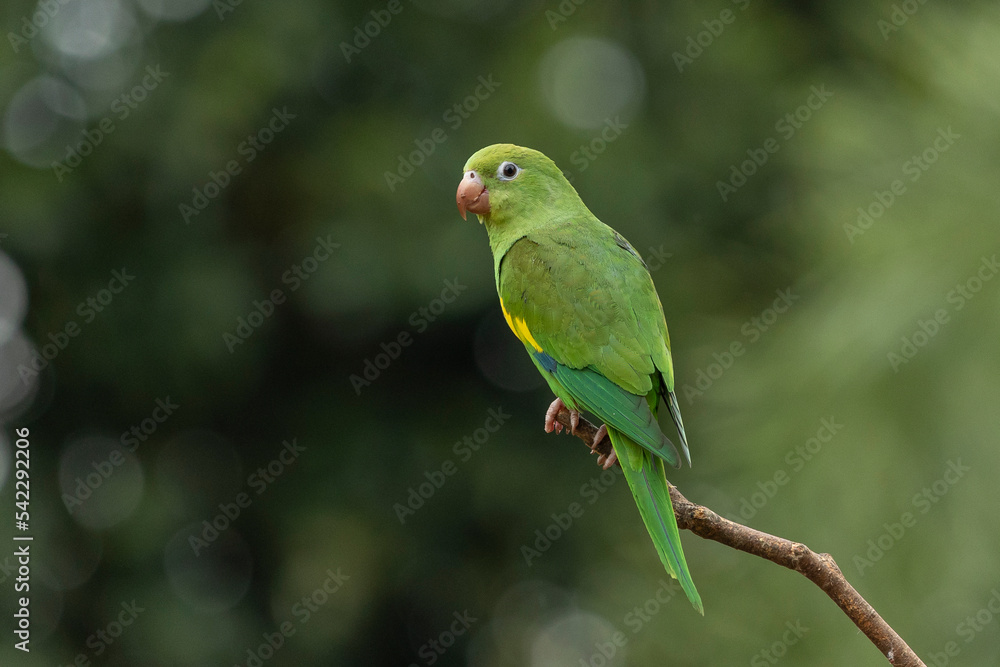 A Plain Parakeet perched on branch. Species Brotogeris chiriri. It is a typical parakeet of the Brazilian forest. Birdwatching. Birding. Parrot.