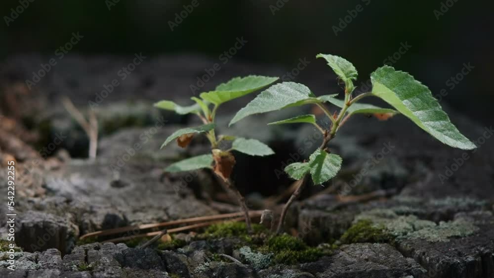 Close-up on stump sprouting with ants crawling on leaves. Filmed in summer sunset with natural dynamic light on a blurry background. Close-up on stump sprouting with ants crawling on leaves. Filmed in summer sunset with natural dynamic light on a blurry background.