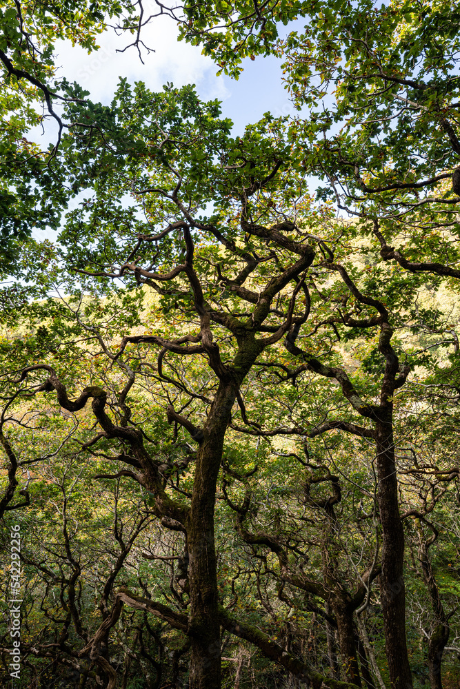 twisted oak trees in ancient woodland twisted oak trees in ancient woodland