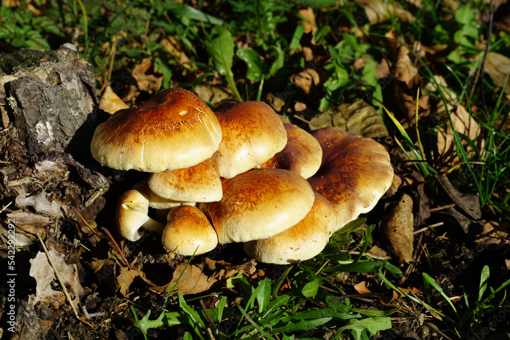 Wild inedible mushrooms on an old wooden stump in the forest Wild inedible mushrooms on an old wooden stump in the forest