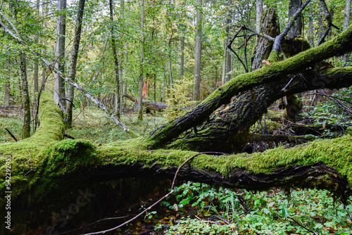 the trunk of a fallen old tree  overgrown with green moss in wild forest national park  selected focus 